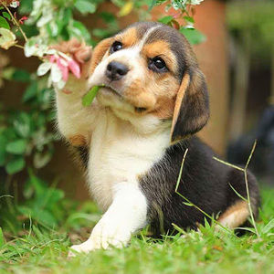 Meet your Posher, Beagle